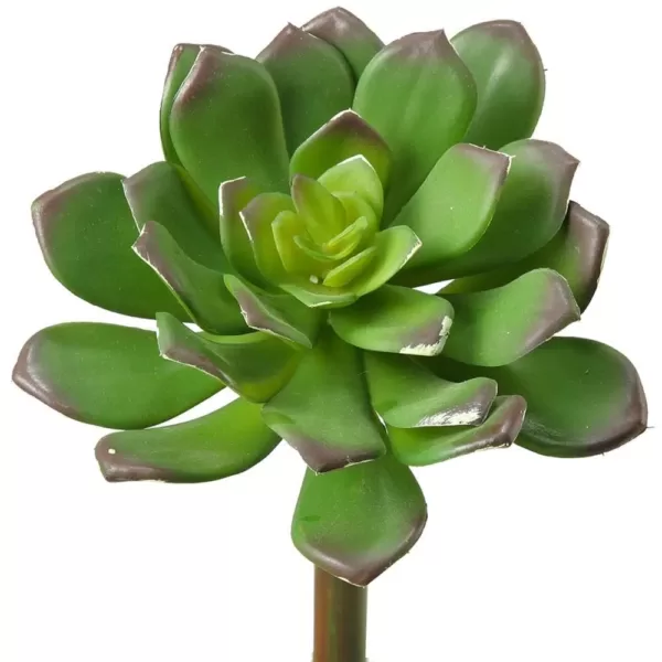 D&W Silks Indoor 7 in. Green Echeveria (Set of 12)