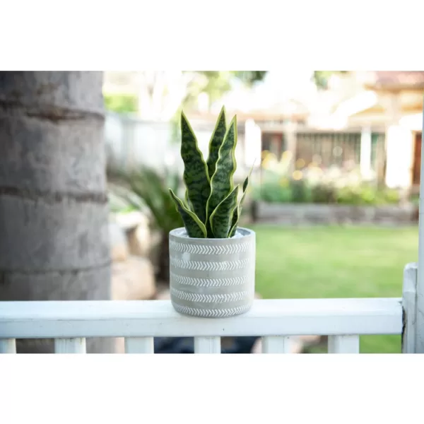 Flora Bunda 12 in. Snake Plant in 4.75 in. Arrow Cement Planter