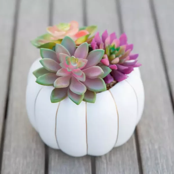 Flora Bunda 8 in. H Fall Harvest Artificial Plant Faux Succulents Garden in 6.26 in. Cream Ceramic Pumpkin Pot with Gold Line