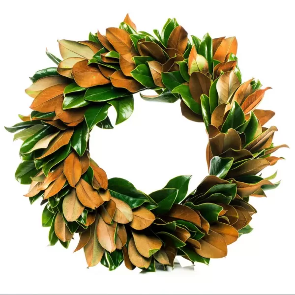 VAN ZYVERDEN 24 in. Classic Magnolia Christmas Wreath